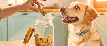Pet Treats Market