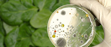 Agricultural Microbials Market