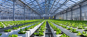 Plant Factory Market Size & Share | Forecasts Report and Trend Analysis