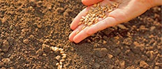 Hybrid Seeds Market Global Outlook, Trends and Forecast to 2026 | MarketsandMarkets