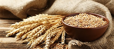 Wheat Protein Market Size, Share, Industry Growth Trends, and Forecasts | MarketsandMarkets