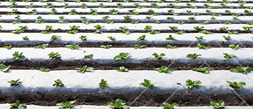 Agricultural Films Market