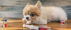 Veterinary Care Market Share, Size, Trends - [2018-2025]