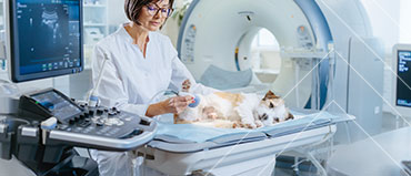 Veterinary Imaging Market