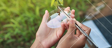 Agricultural Micronutrients Market