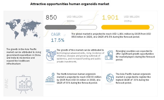 Attractive opportunities human organoids market