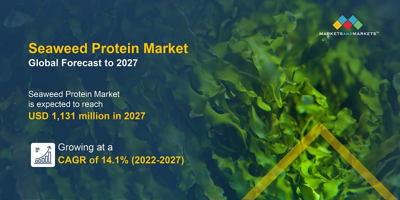 Seaweed Protein Market Size