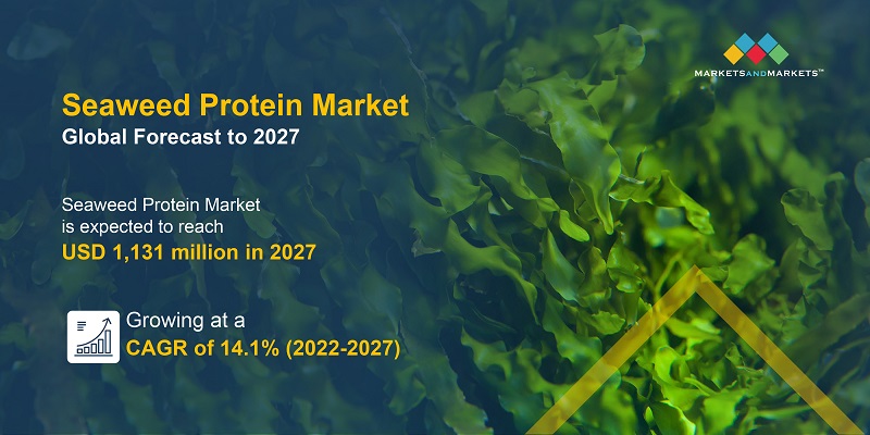 Seaweed Protein Market